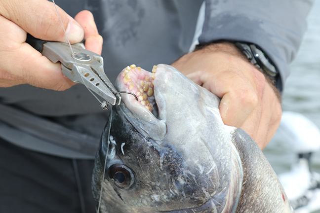 How to Catch Sheepshead Easily with little technic